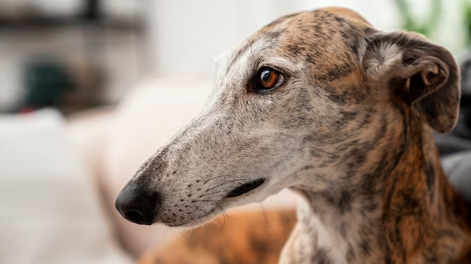 Condenaron a los hermanos que fueron filmados mientras mataban a un galgo a mazazos