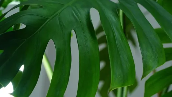 Un método para fomentar el crecimiento de las plantas trepadoras.