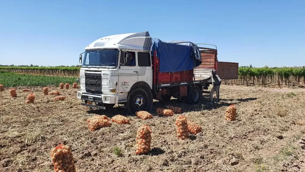 Costos de siembra de alfalfa