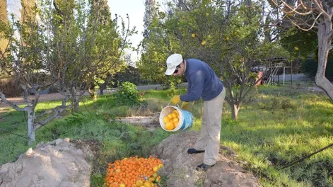 Cuadrillas de cosechas
