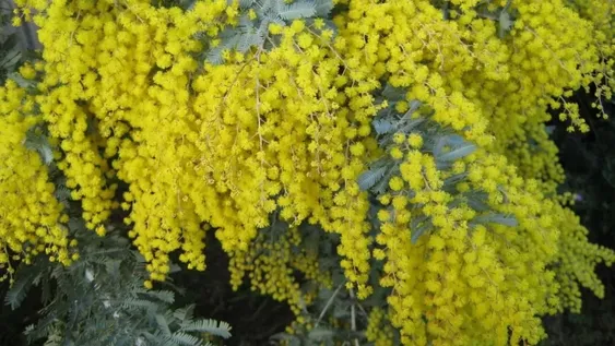 Variedades de Aromos