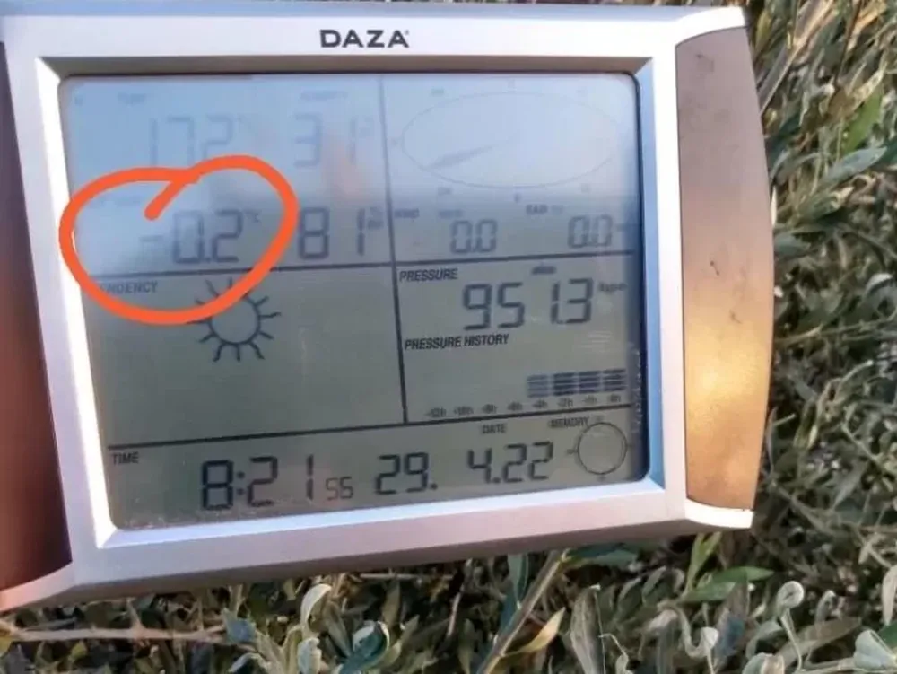 Primera helada agronómica