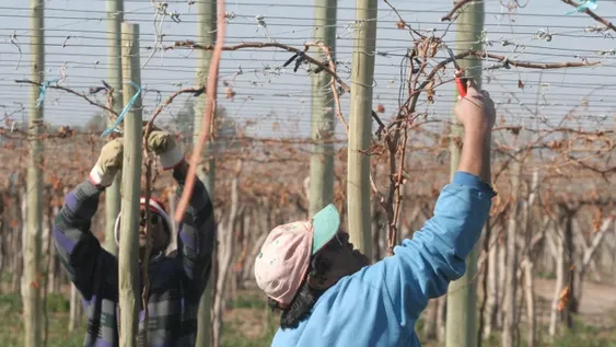 La poda de viñedos viene con tres semanas de retraso por escasez de mano de obra