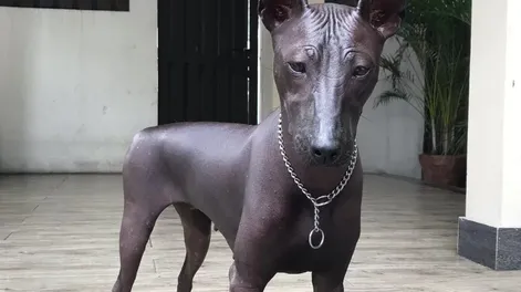 ¿El perro es real o estatua?, el nuevo reto viral