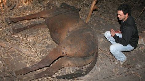 Zonda: 21 caballos muertos y más daños