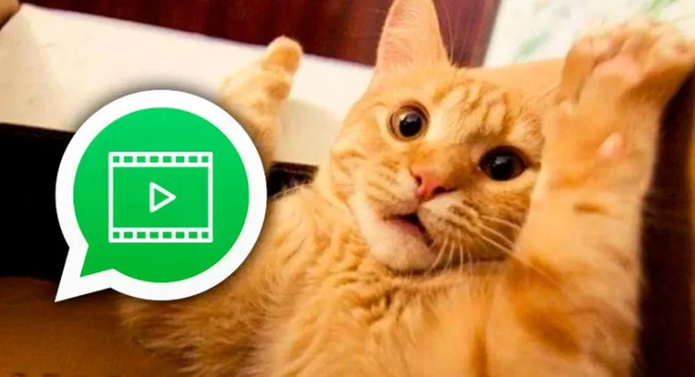 Cómo hacer stickers animados para WhatsApp