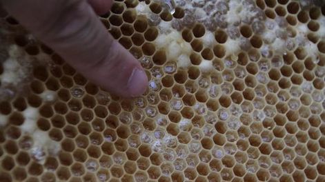 Avinagramiento de la miel: El Niño aumenta su ocurrencia