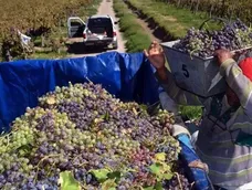 Época de cosecha. Época de cosecha.