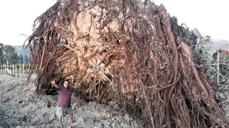 El gigantesco árbol que cayó por falta de agua