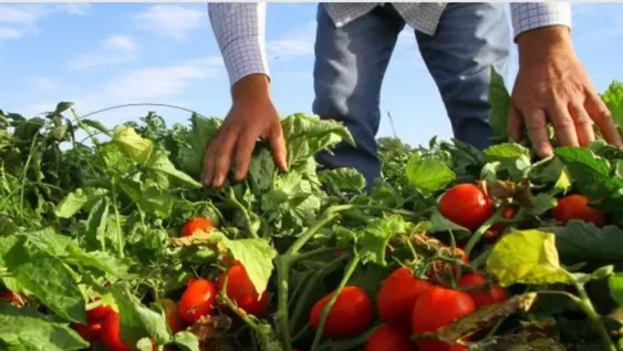 Los créditos para cosecha de tomate ya están a disposición de los productores
