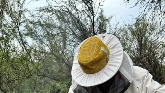 San Juan intenta promover la cría de abejas reinas y la producción de mieles certificadas