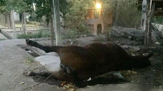 Revuelo en Caucete por un caballo en descomposición que arrojaron sobre una vereda