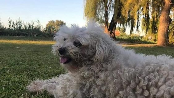 Se le perdió una caniche de 10 años y ahora ofrece su celular como recompensa