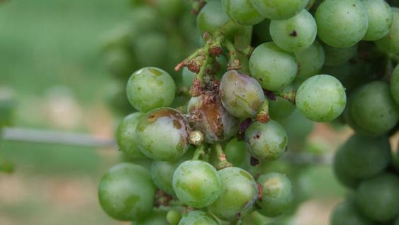 La población de lobesia botrana no creció en San Juan durante la pasada temporada