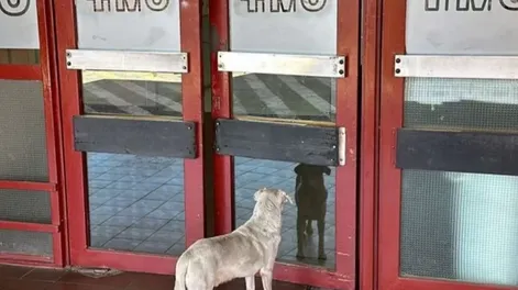 La historia del perro que espera en la puerta del hospital a su dueño asesinado