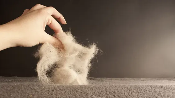 ¡Chau pelos de animales! Trucos para quitarlos de las telas
