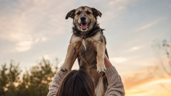 dia mundial del perro sin raza: que cuidados necesitan realmente los perros mestizos