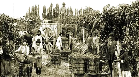 Diario de Cuyo | JUAN RÓMULO FERNÁNDEZ en su Historia de San Juan (1919), por ejemplo, asegura que en el Valle de Tulum ya se daban entonces excelentes uvas, con las que se fabricaban vinos, aguardiente y arrope. 