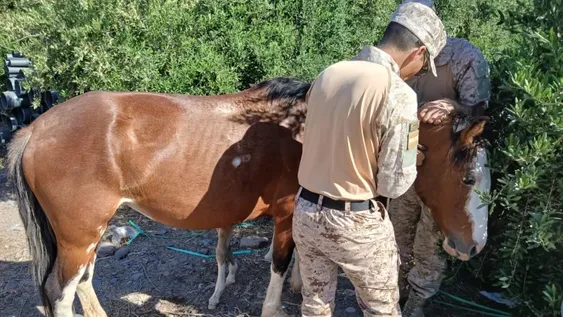 Labraron actas de infracción por animales sueltos en las rutas de Jáchal y Albardón