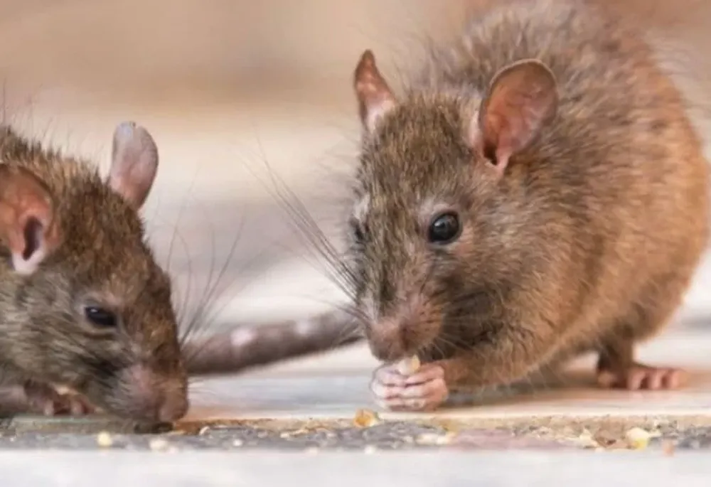 San Juan continúa sin registrar casos de hantavirus