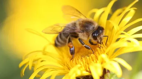 Día Mundial de las Abejas: ¿por qué se celebra el 20 de mayo?