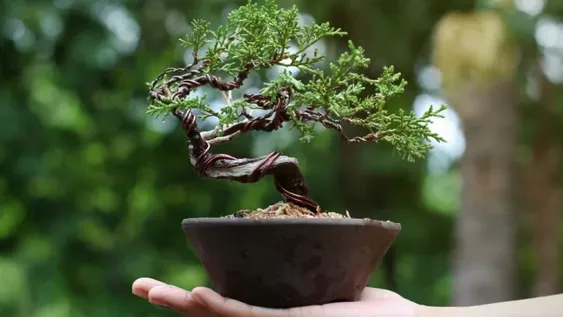 Cómo cuidar un bonsái y no desesperar en el intento