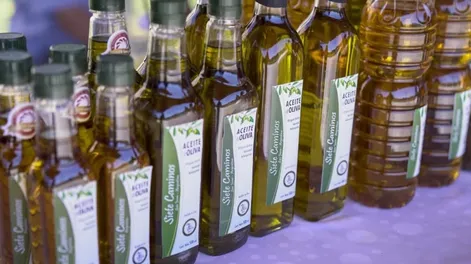 La producción olivícola en San Juan es altamente tecnificada y planean llevar estos procesos a las escuelas.