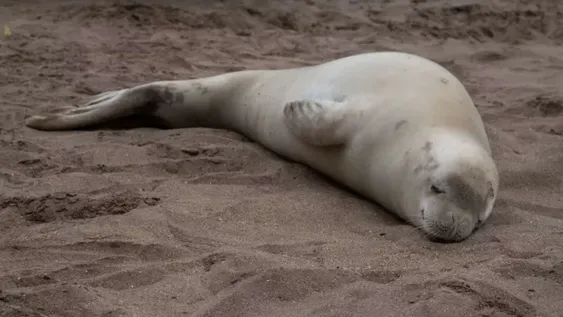 Atacaron a palazos a una foca que apareció en una playa de Mar del Plata