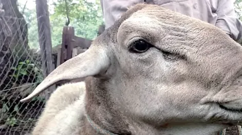 Evalúan la producción de razas deslanadas