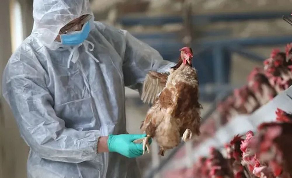 El Senasa detectó en Córdoba el segundo caso de influenza aviar