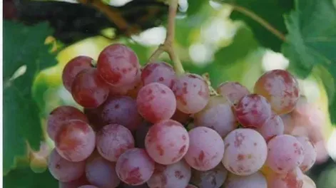 Malbec: menos kilos de uvas para cumplir con una demanda creciente