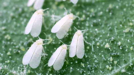 Diario de Cuyo | 1_ _mosca_blanca_1_crop1670119055853 728x547.webp