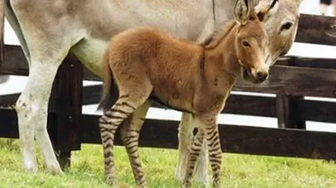 Nace “cebrurro”, híbrido de cebra y burro, en reserva de Georgia