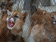 Rescataron dos cachorros de puma que tenían cautivos en Sarmiento.