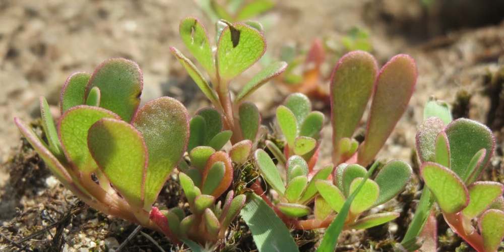 Verdolagas, una de las plantas más elegidas.