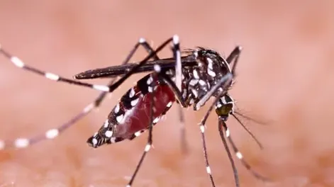 El dengue ya mató a casi 240 personas en todo el país