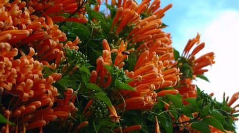 Tapiza con flores naranja