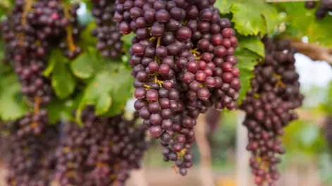 Inflación y costos para la producción de vid