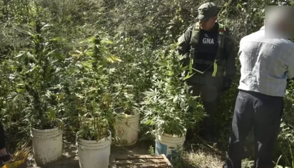 En cuestión de horas hallaron cocaína en un colectivo en El Encón y un jardín de marihuana en Valle Fértil