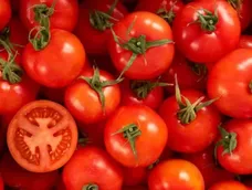 Tomates de la nueva generación son frescos, inocuos y 4.0