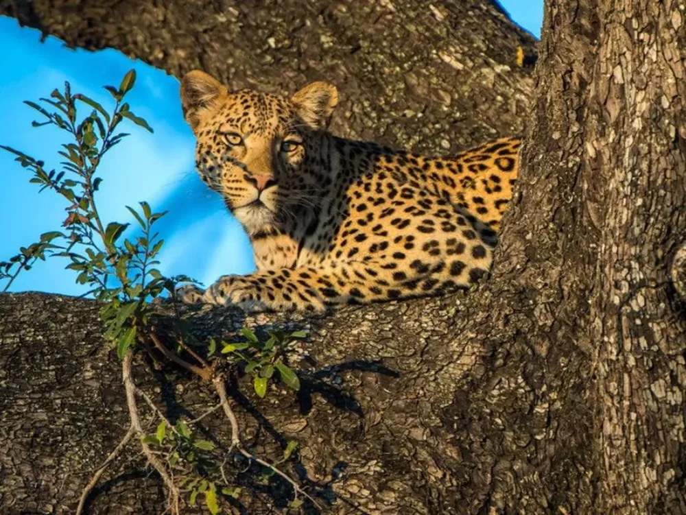 Insólito: un leopardo se subió a un árbol para escapar de un perro
