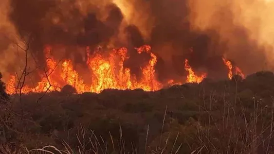 Perdió tres hectáreas de olivos, corrales y parte de una casa por un terrible incendio