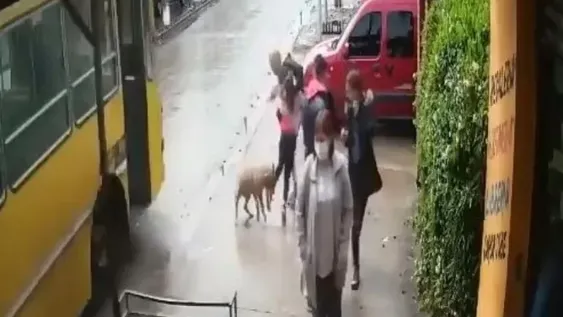 [VIDEO] Un pitbull casi le arranca la pierna a una nena en San Miguel
