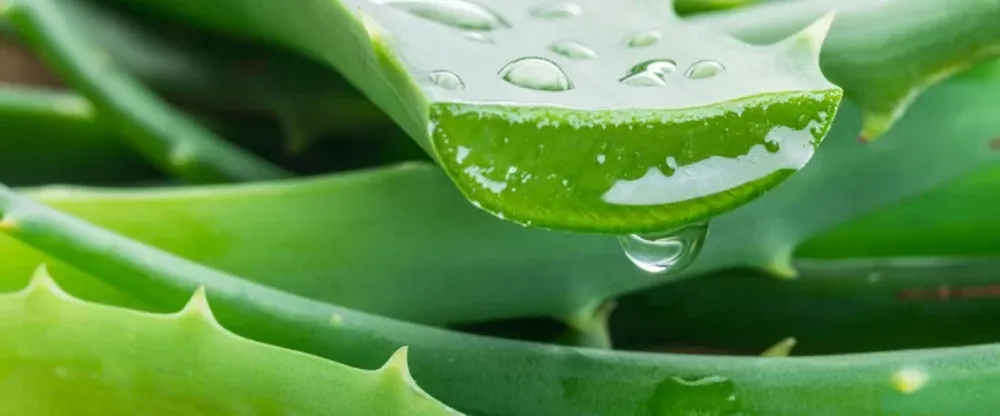 Remedio de maceta: cómo usar aloe vera para curar la piel
