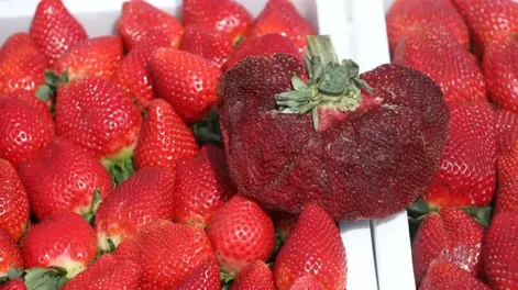 Una frutilla logró entrar el Récord Guinness tras pesar 290 gramos