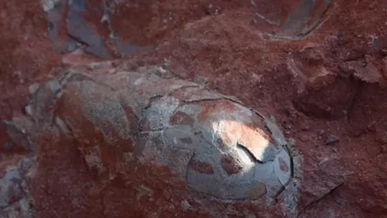 Encontraron huevos de dinosaurio de más de 130 millones de años