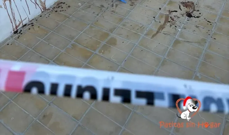 El video que muestra cómo el hombre acuchilla y mata al perro, todo delante de un grupo de niños