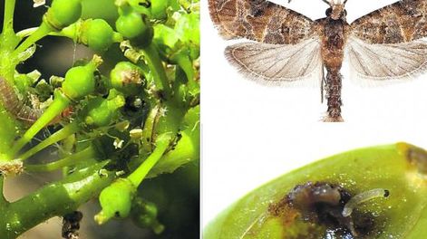 La plaga lobesia es un tema preocupante para San Juan