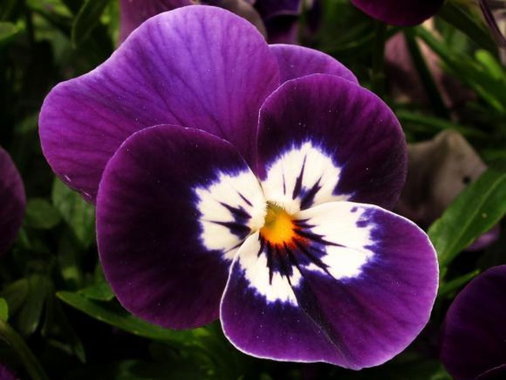 ¡Flor de pensamiento!
